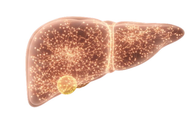 Hígado