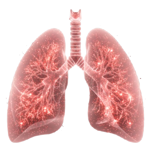 Pulmones
